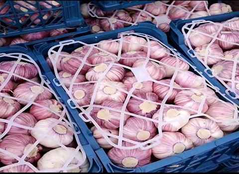 سیر سبدی درجه یک مناسب انبار داری طولانی مدت